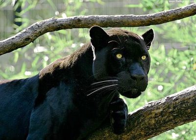 panther